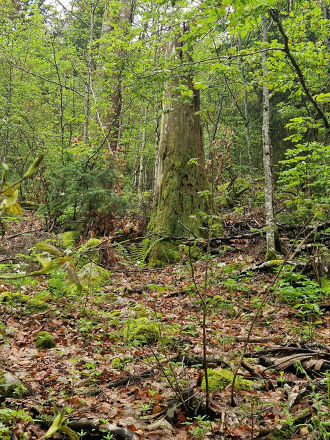 Hoher Baumstumpf im Wald