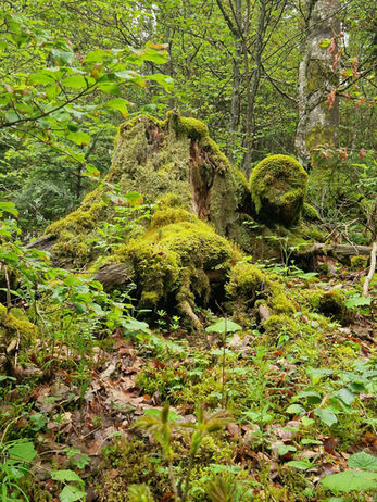 Baumstumpf überwachsen mit Moos
