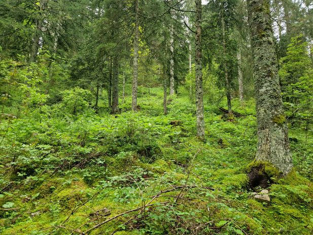 Bäume und Unterholz