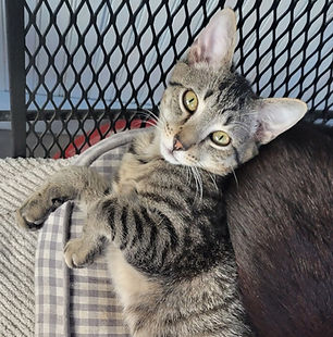 image (3)_edited.jpg