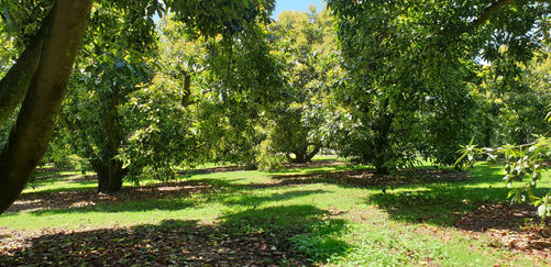 Avocado Trees