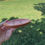 Thumbnail: Maryland Tough, Baltimore Strong bowls