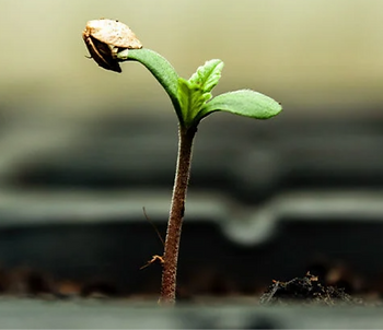 Seedling