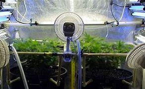 The Essential Role of Fan Circulation for Growing Healthy Cannabis Seedlings Indoors