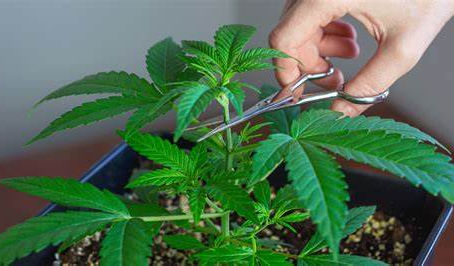 Maximizing Yields: The Ultimate Guide to Topping Cannabis Plants for a Bountiful Harvest