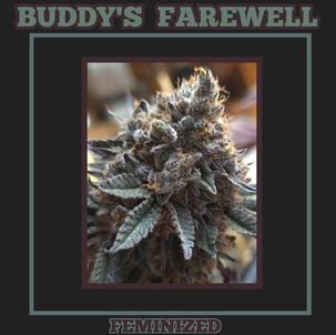 Buddy's Farewell: Feminized Seeds