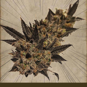 Coffee OG: Feminized Seeds