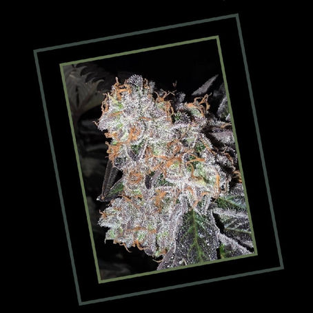 Glazed & Confused: Feminized Seeds