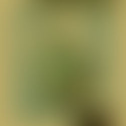 Sticky Buns: Regular Seeds (Sticky Icky w/ Frosty White Buds)