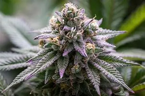 Blooze Berry feminized seeds