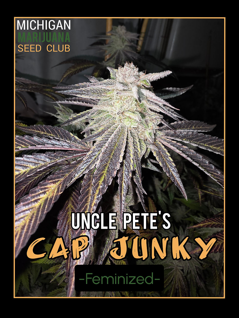 New Feminized Cap Junky