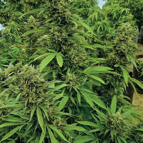 CHEMK9 Auto Flower: Feminized Seeds