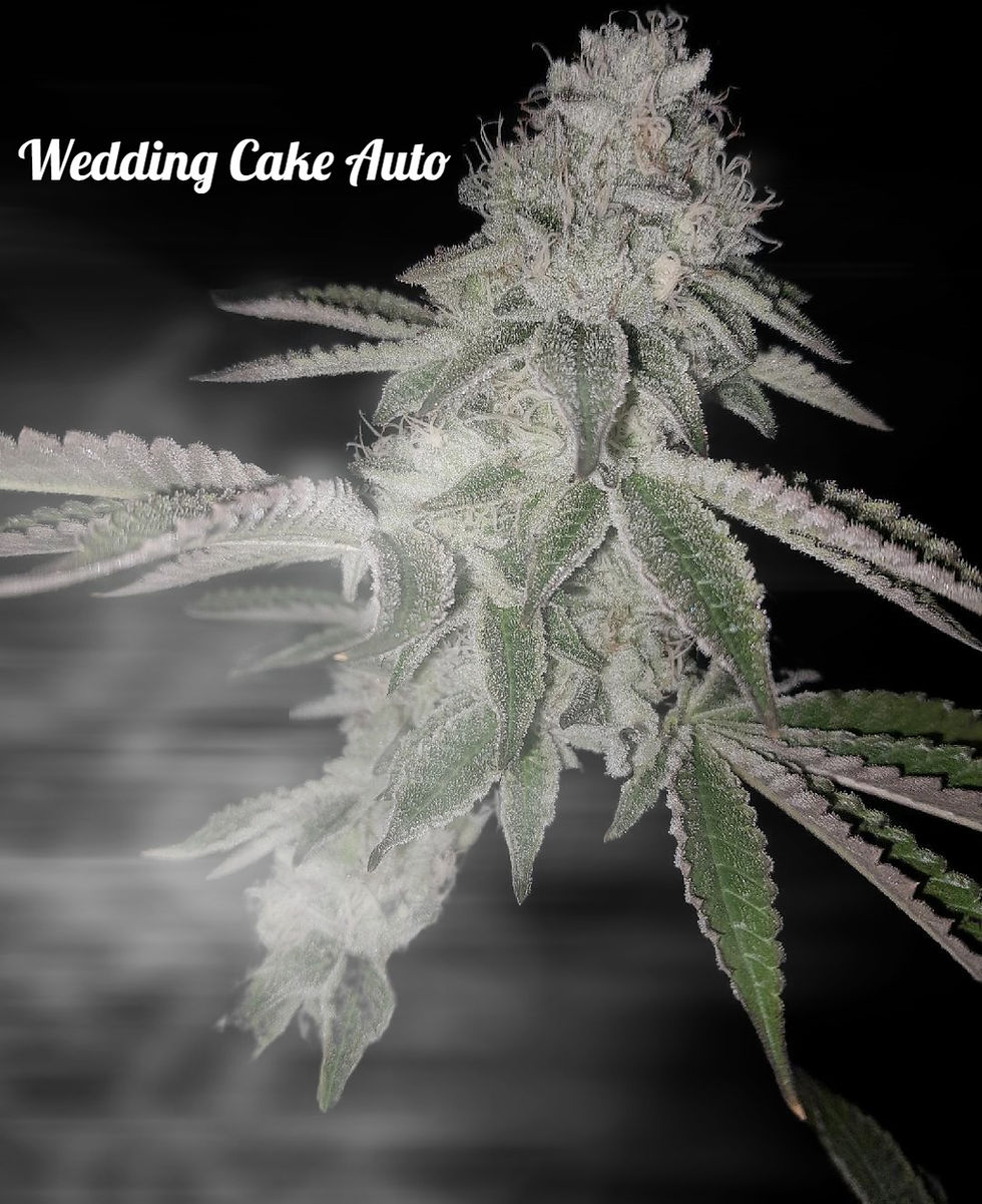 Wedding Cake Auto: Regular Auto Flower | 2dollarseeds.com