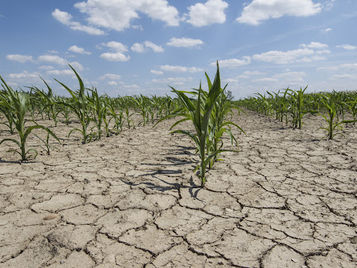 Siccità e agricoltura 4.0