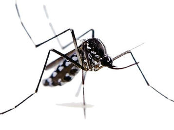 Risposta interrogazione - Prevenzione zanzara tigre