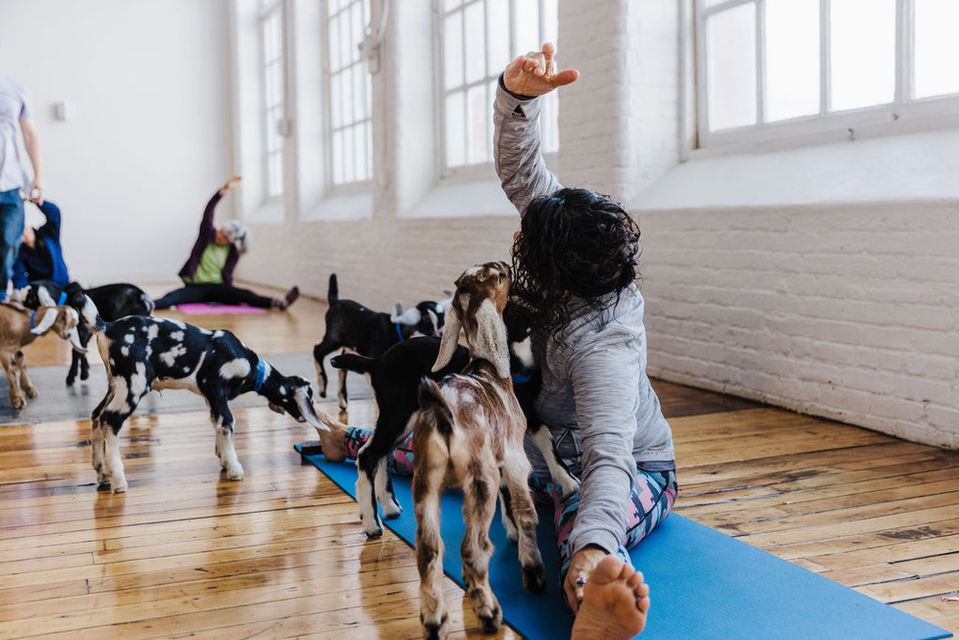 people doing yoga with goats