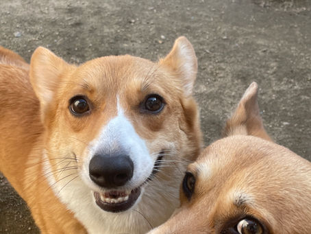 〜次回出産予定〜