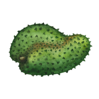 Graviola | Pdf