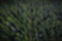 drone-view-greenery-forest-with-dirt-road.jpg