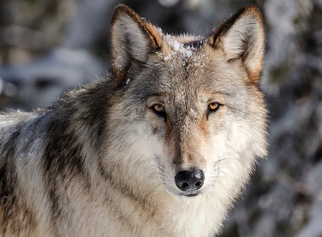 wolf.jpeg