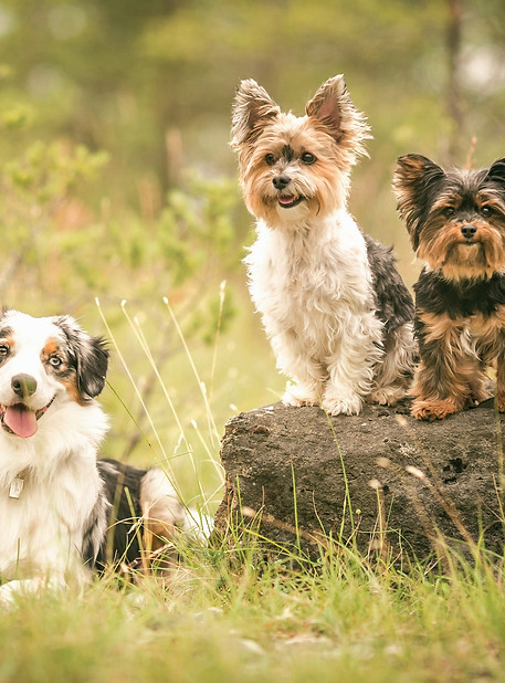Cute Dogs Family_edited.jpg