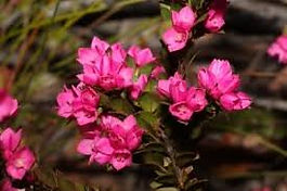 Shemana Crystalline Elixirs Crystal Mist - Sydney Rose