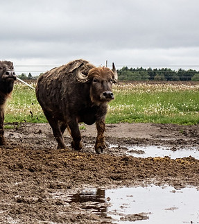 500248954_122158888544543183_3552017678716535418_n.jpg__nc_cat=102&ccb=1-7&_nc_sid=127cfc&