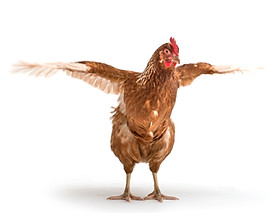 shutterstock_537936982.jpg