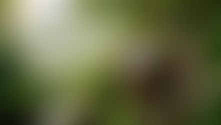 Are Animals Already Talking to You?