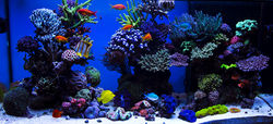 coral reef
