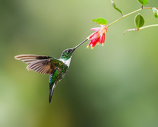 hummingbird2.jpg