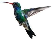 hummingbird.png