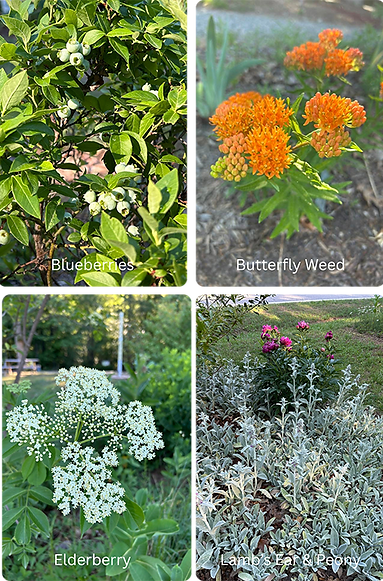 May2026-pollinatorgarden2.png