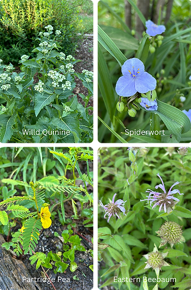 May2025-pollinatorgarden1.png