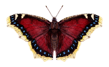 transparent-butterfly_512112688 copy.png