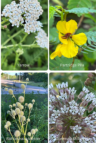 June2026-pollinator-garden2.png