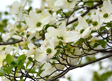 dogwood.png