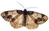 moth.png