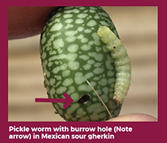 pickleworm.png