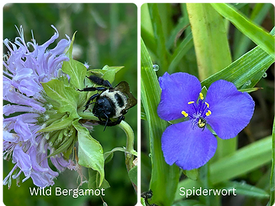 June2026-pollinator-garden3b.png