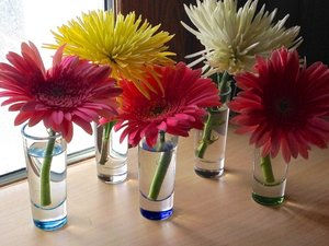 Gerber Daisies.jpeg