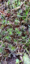 haircap moss