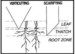 verticut scarifying