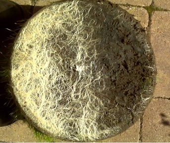mycorrhizal seedcoat