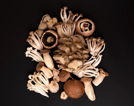 Estipes de Shiitake em pó: o cogumelo que se tornou ingrediente