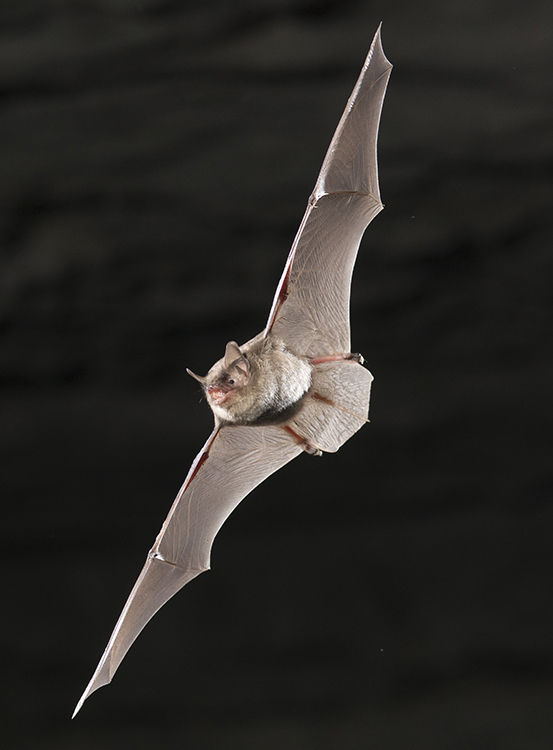 Bat Caves Main Character: The Indiana Bat