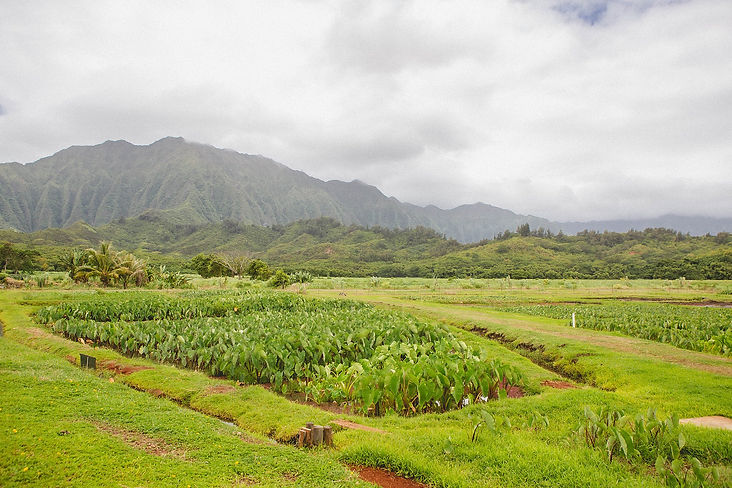 Association-of-Native-Hawaiian-Physicians-Doctors-Ahahui-o-Na-Kauka-Kalo-Images-_0002.jpg