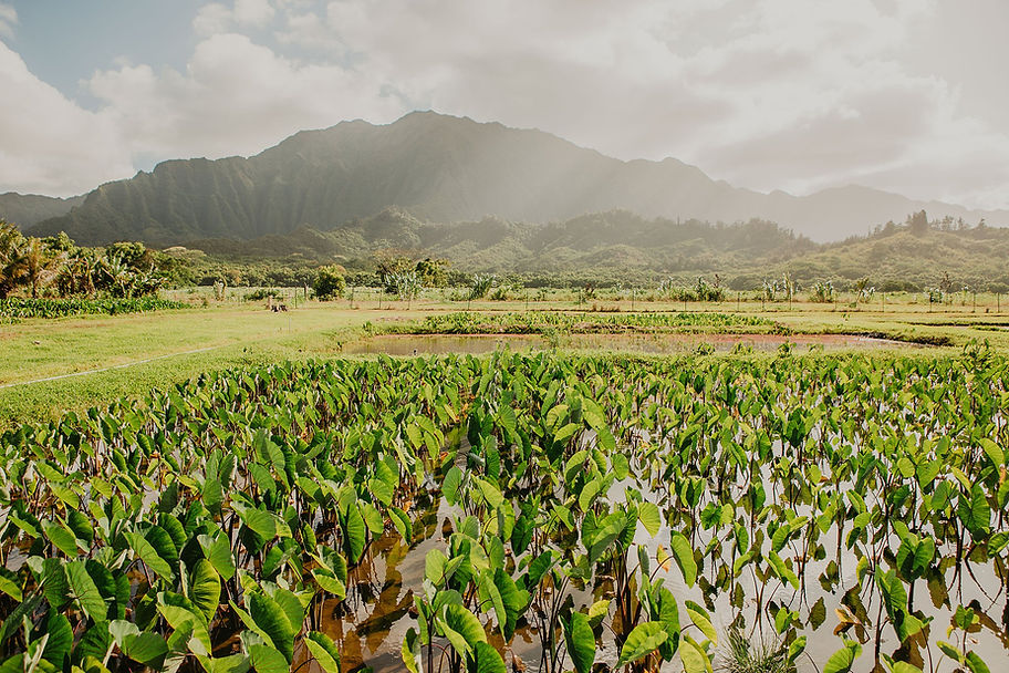 Association-of-Native-Hawaiian-Physicians-Doctors-Ahahui-o-Na-Kauka-Kalo-Images-_0031.jpg