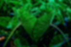 Hawaii-Creator-Space-Content-Creator-Keola-Arakaki-Contact-_0008.jpg
