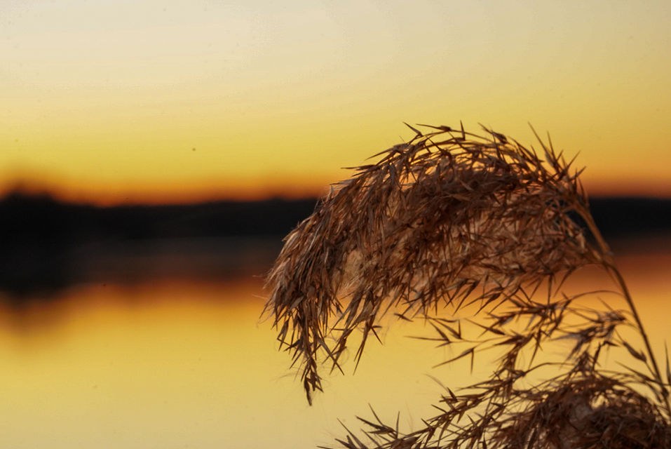 Schilf im Sonnenuntergang